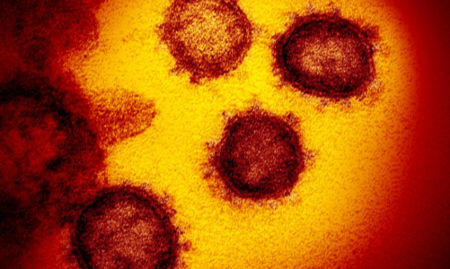 Coronavirus immunity can last more than six months, study suggests – CNN
