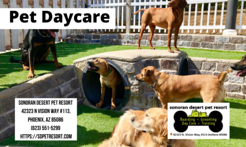 pet daycare
